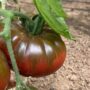 tomate-noire-de-crimee